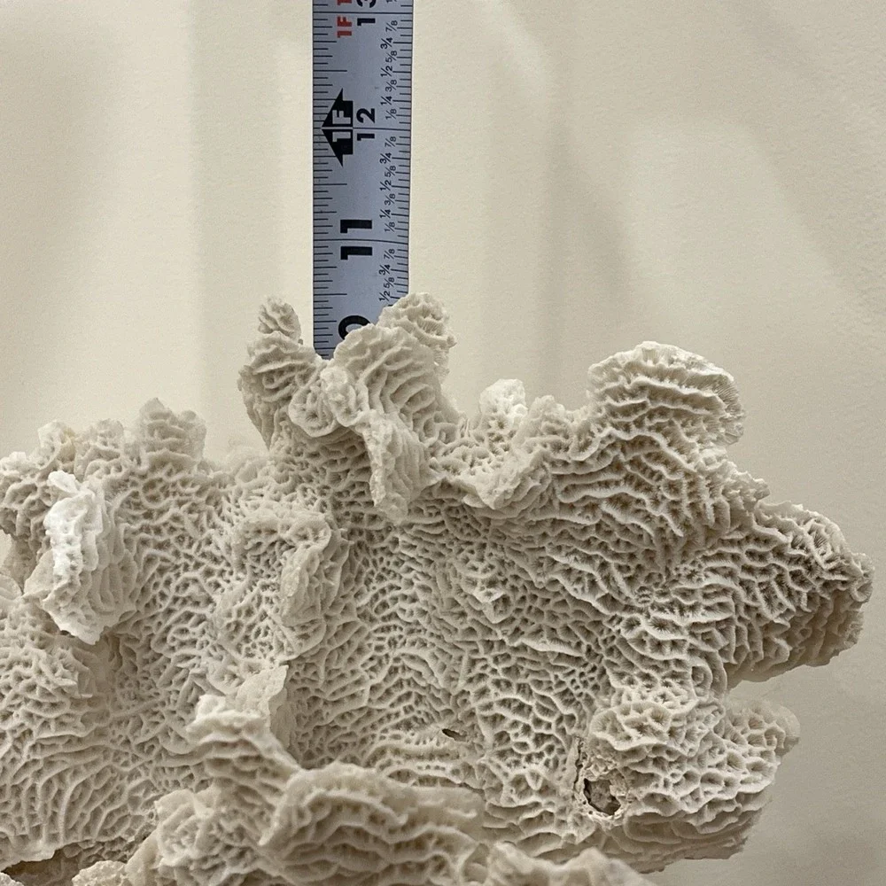 Huge Natural Lettuce Coral Skeleton Reef Specimen Coastal Shelf Decor 14x10.5x8